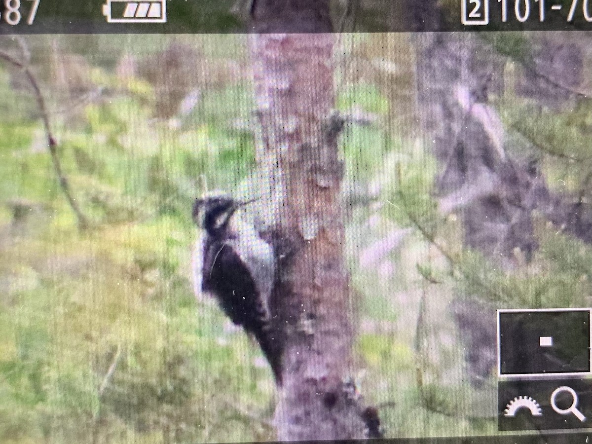 Eurasian Three-toed Woodpecker - ML638264492