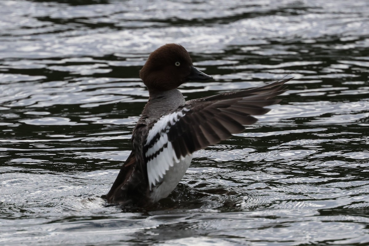 Common Goldeneye - ML638264508