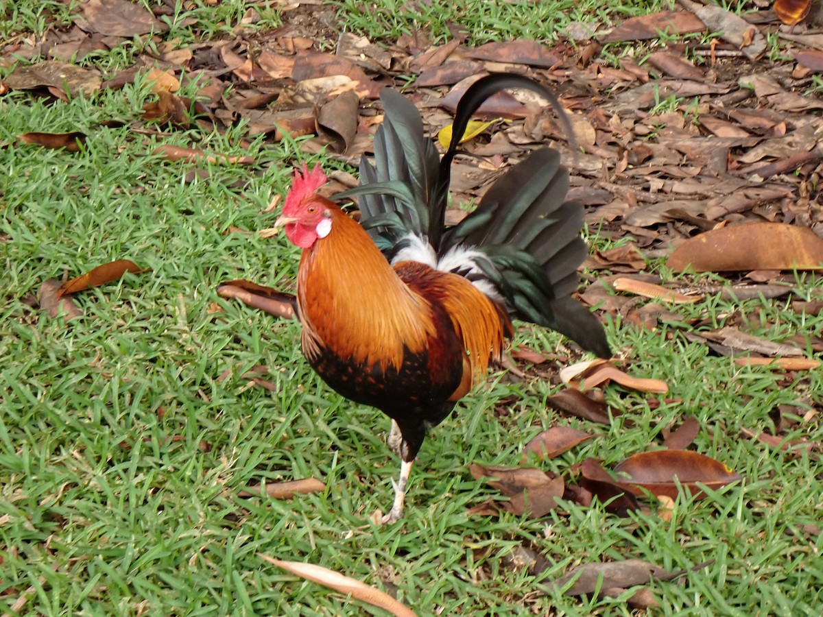 Red Junglefowl - ML638264520