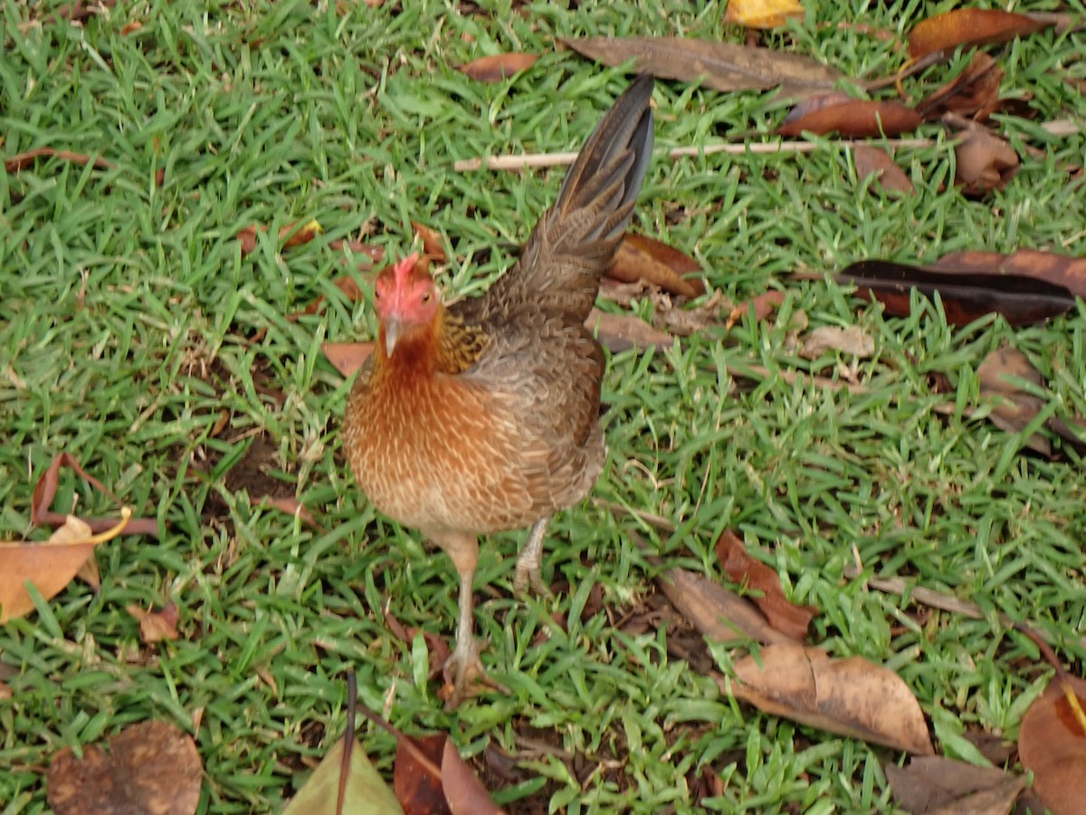 Red Junglefowl - ML638264521