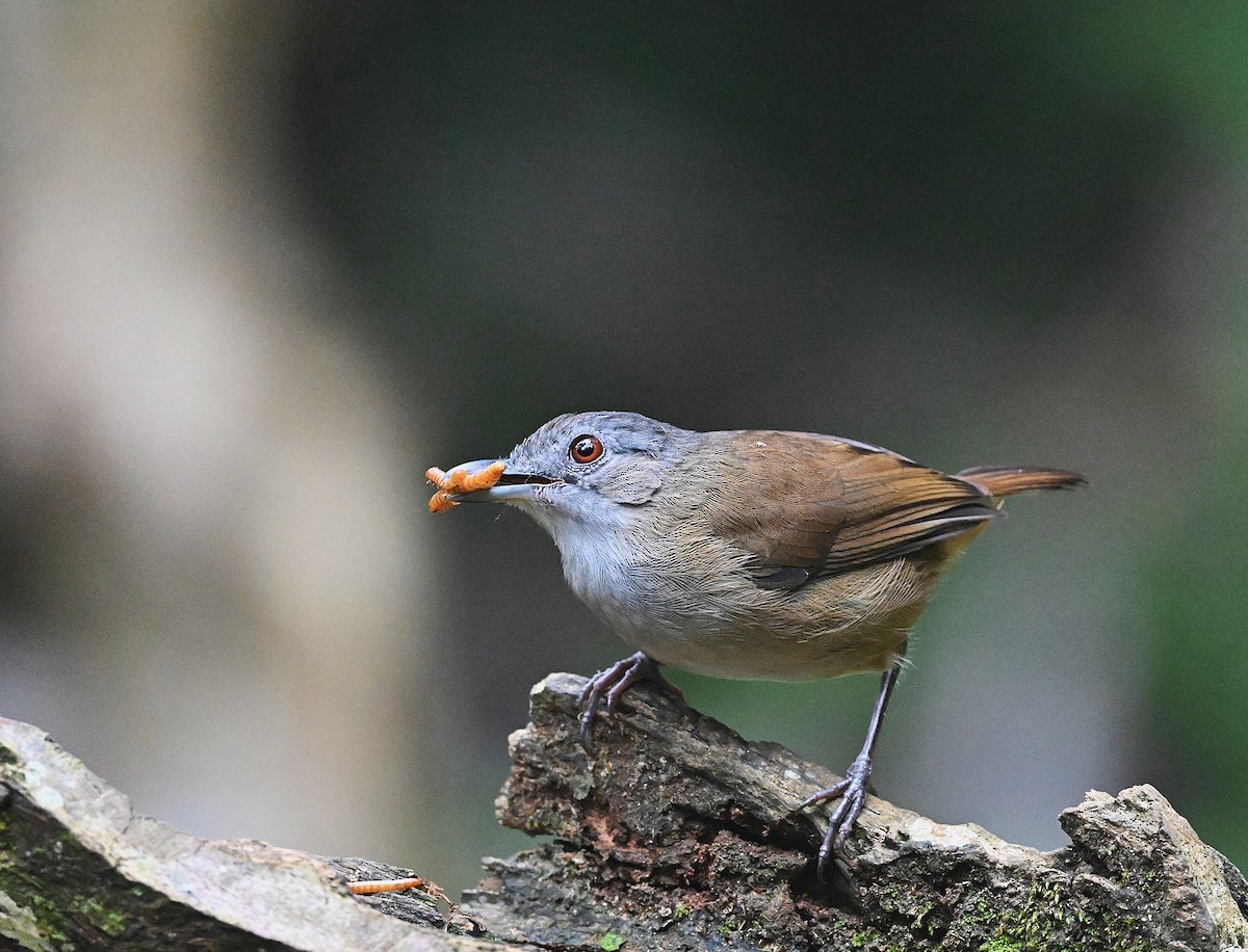 Horsfield's Babbler - ML638264527