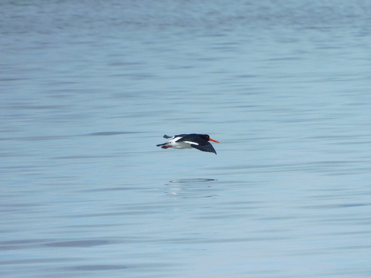 Pied Oystercatcher - ML638264528