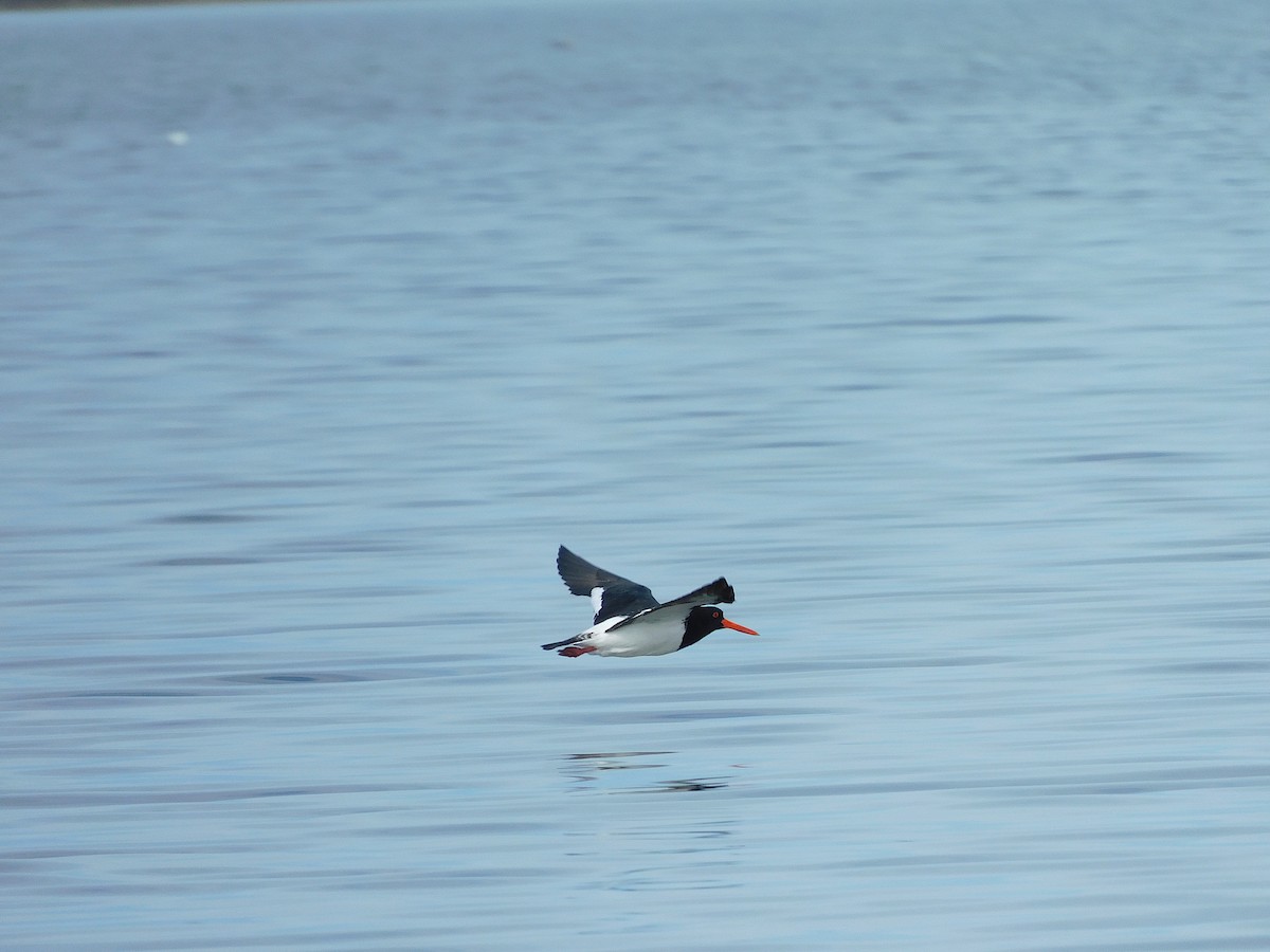 Pied Oystercatcher - ML638264529