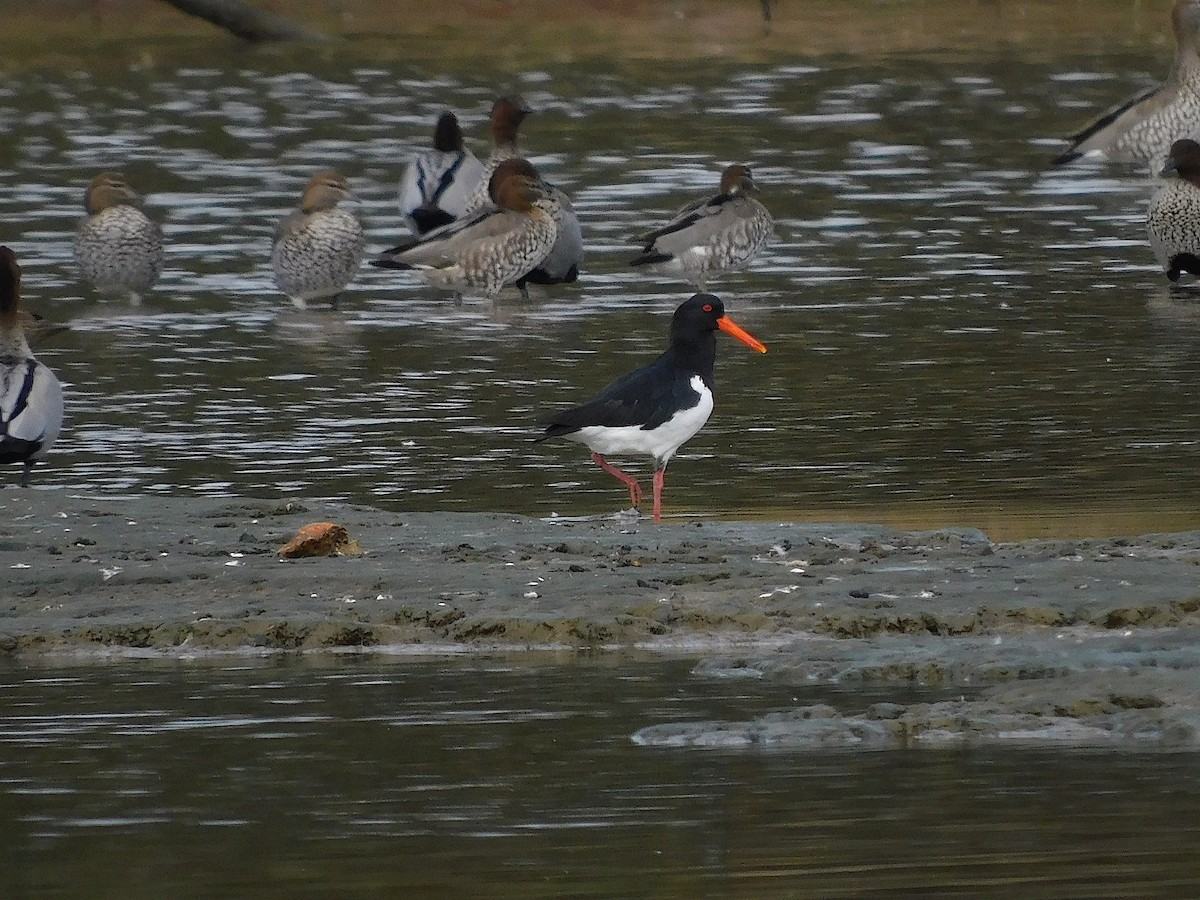 Pied Oystercatcher - ML638264530