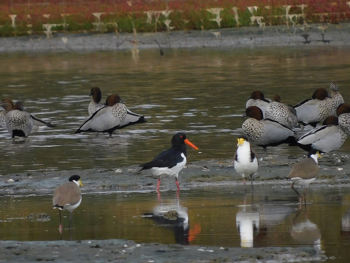 Pied Oystercatcher - ML638264531