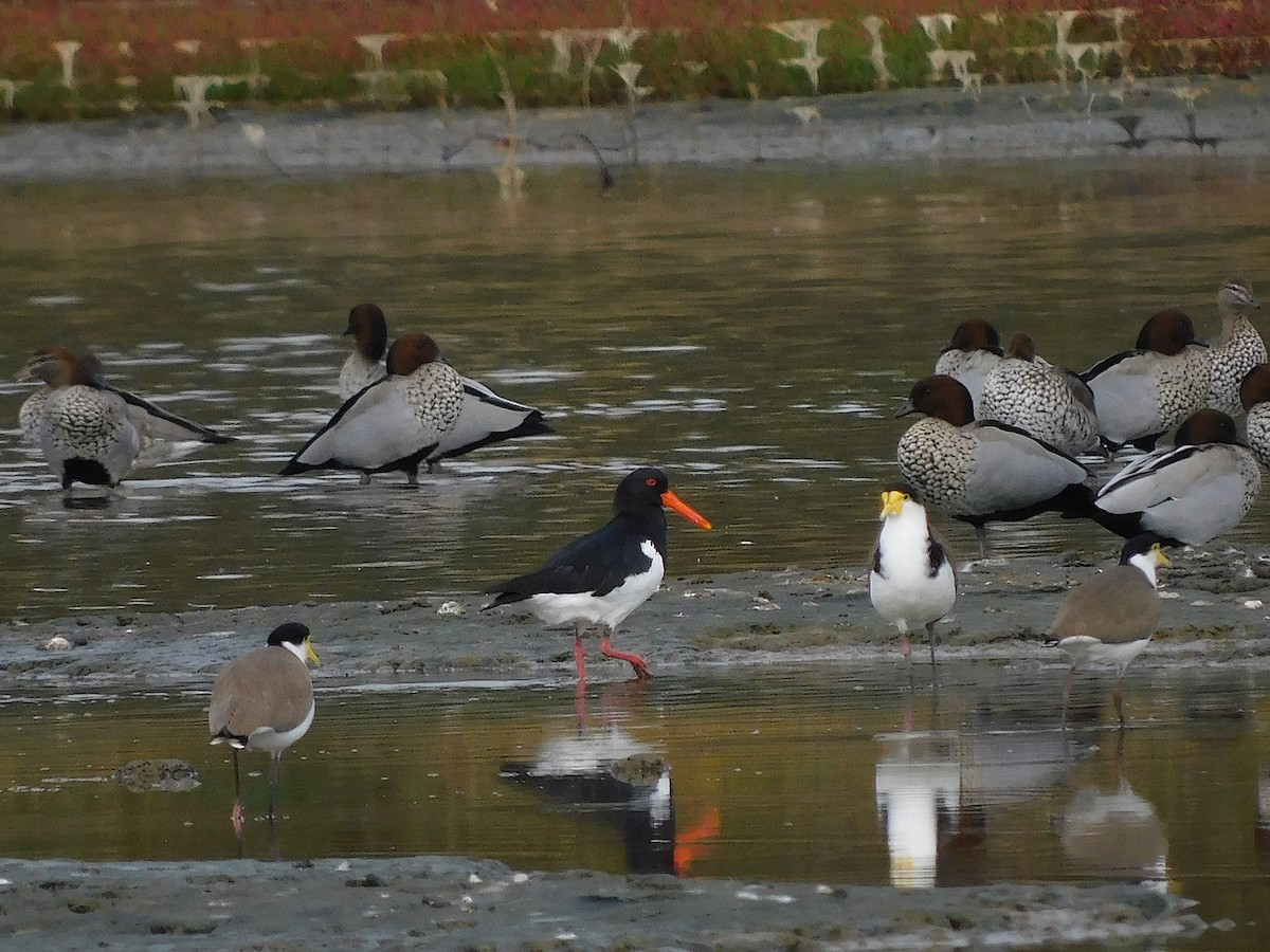 Pied Oystercatcher - ML638264533