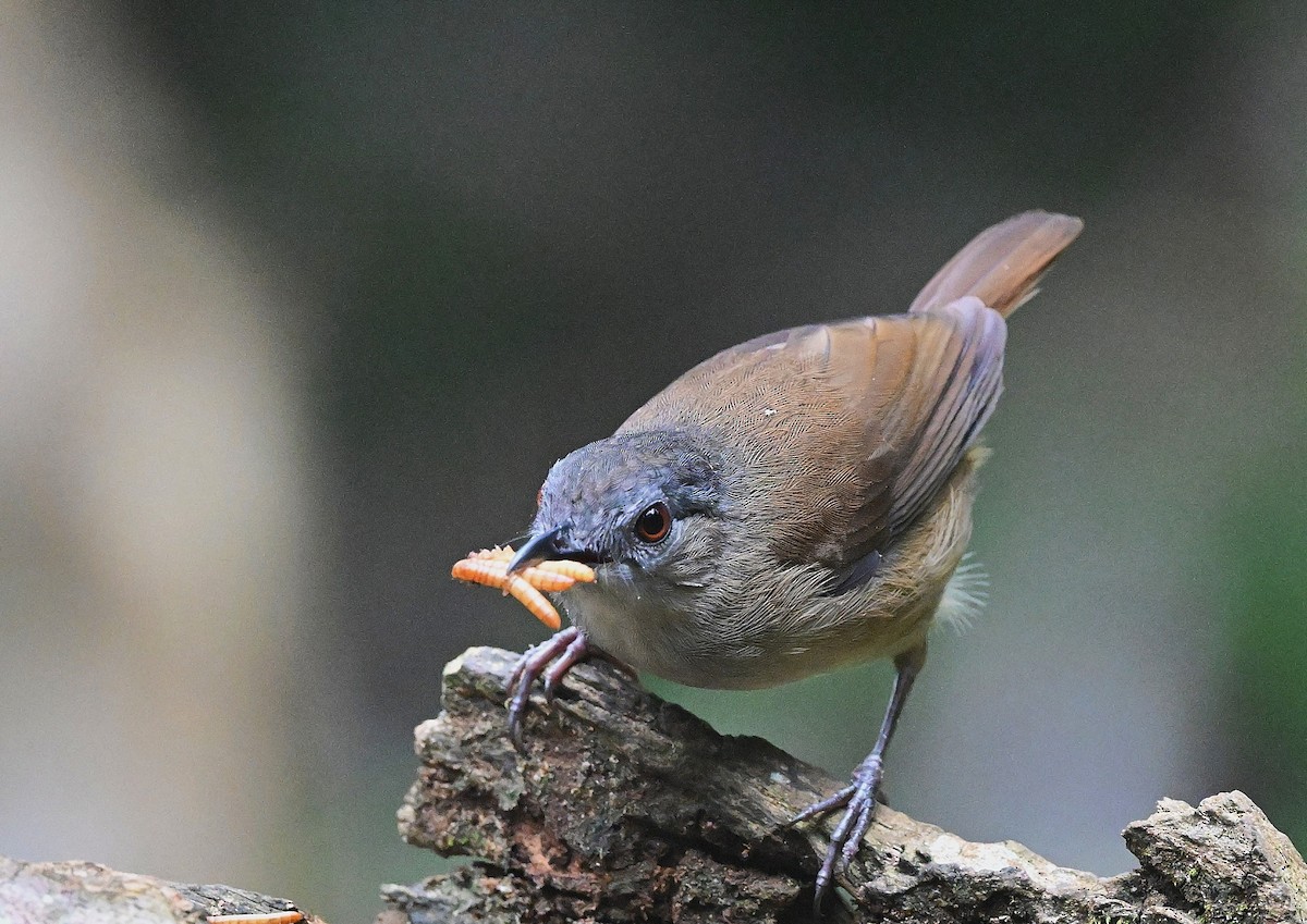 Horsfield's Babbler - ML638264534
