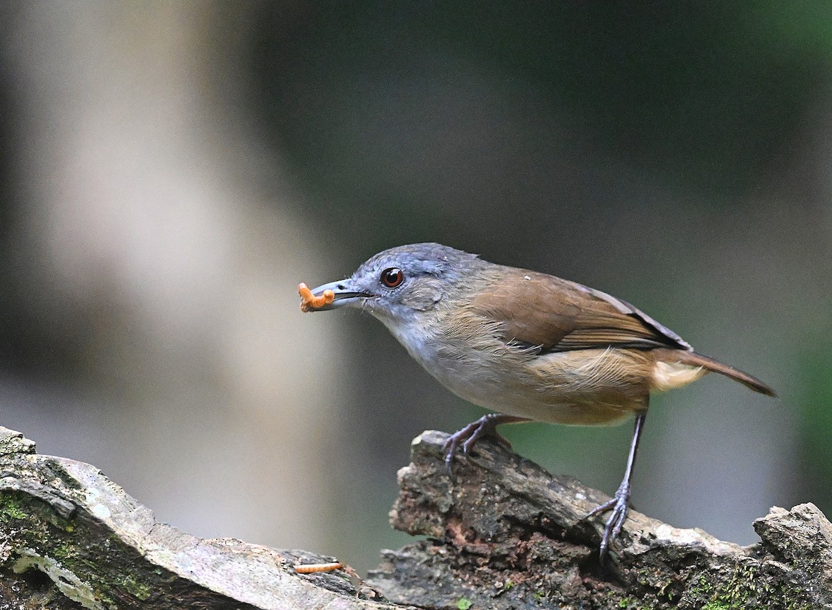 Horsfield's Babbler - ML638264536