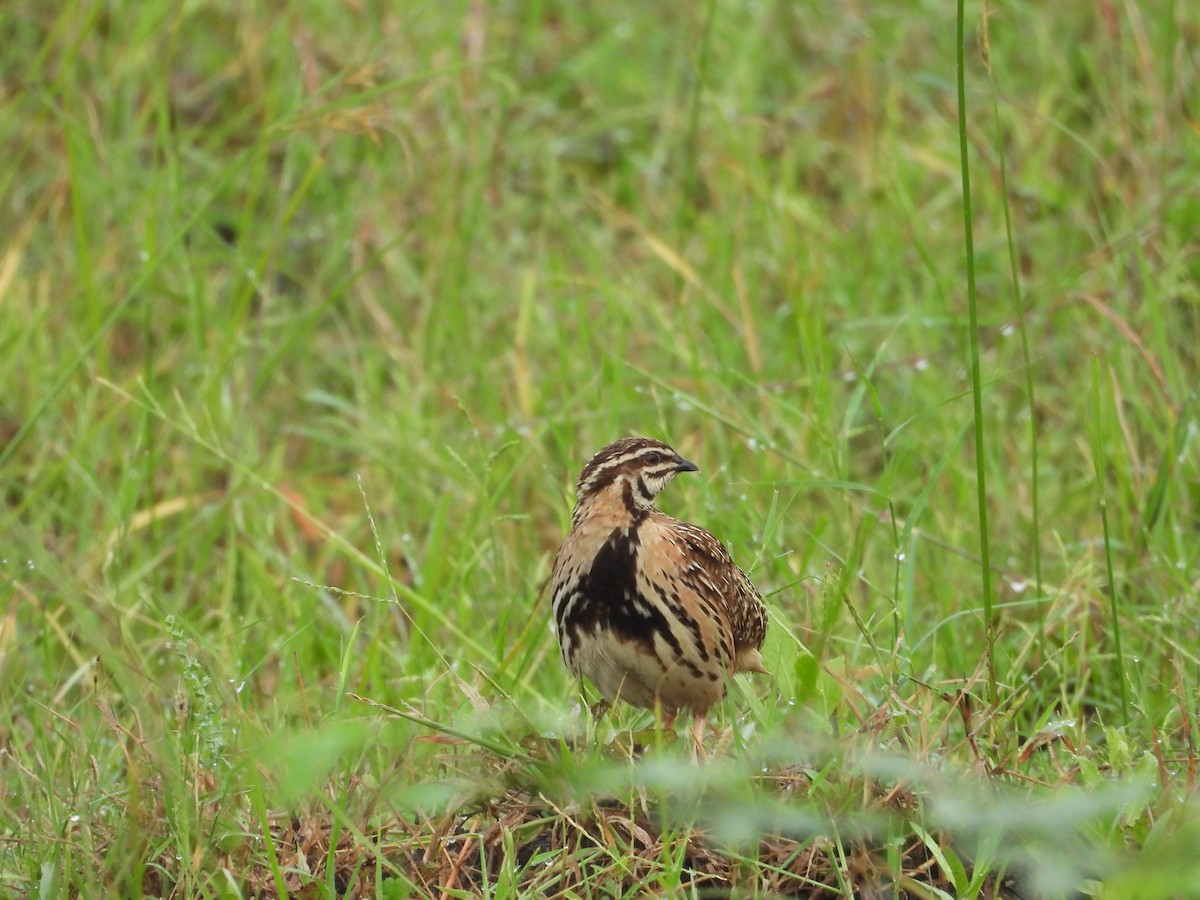 Rain Quail - ML638264539