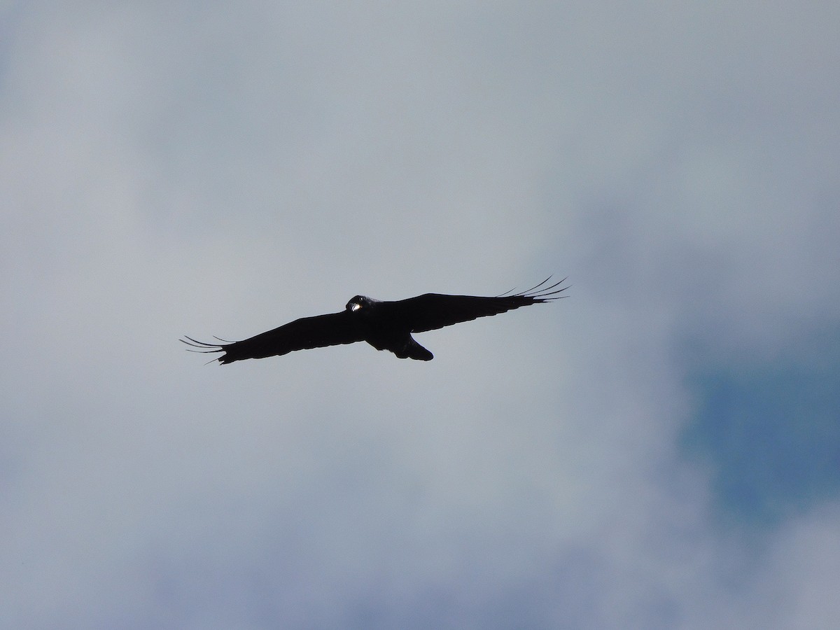Forest Raven - ML638264540