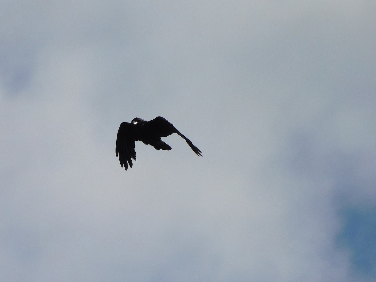 Forest Raven - ML638264541