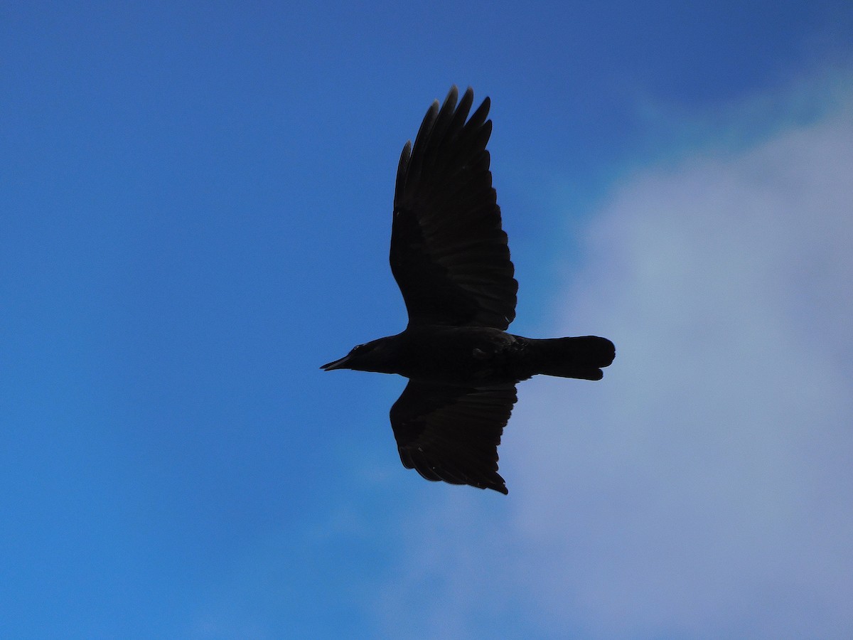 Forest Raven - ML638264543