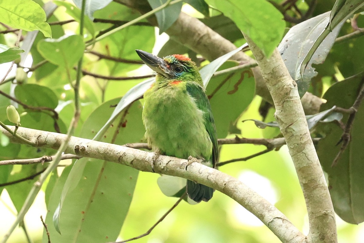 Red-throated Barbet - ML638264545