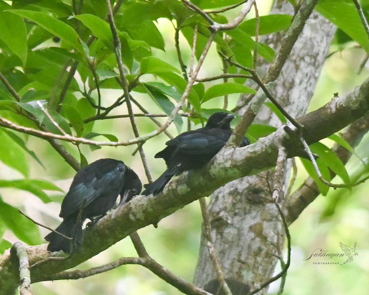 Hair-crested Drongo - ML638264560
