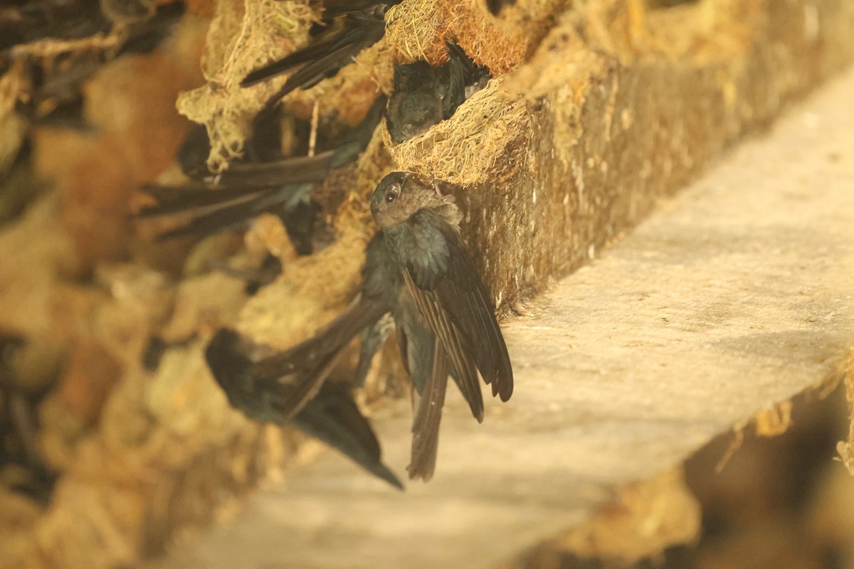 Plume-toed Swiftlet - ML638264561