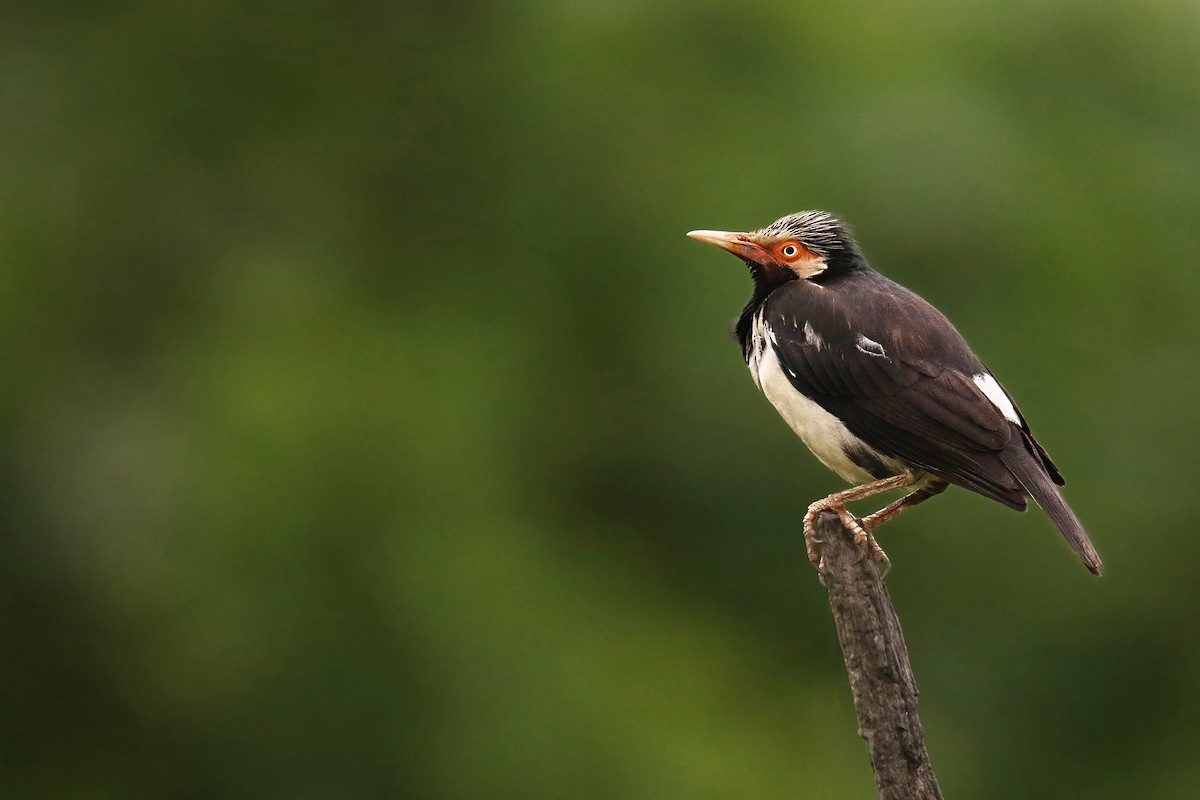 Siamese Pied Starling - ML638264565
