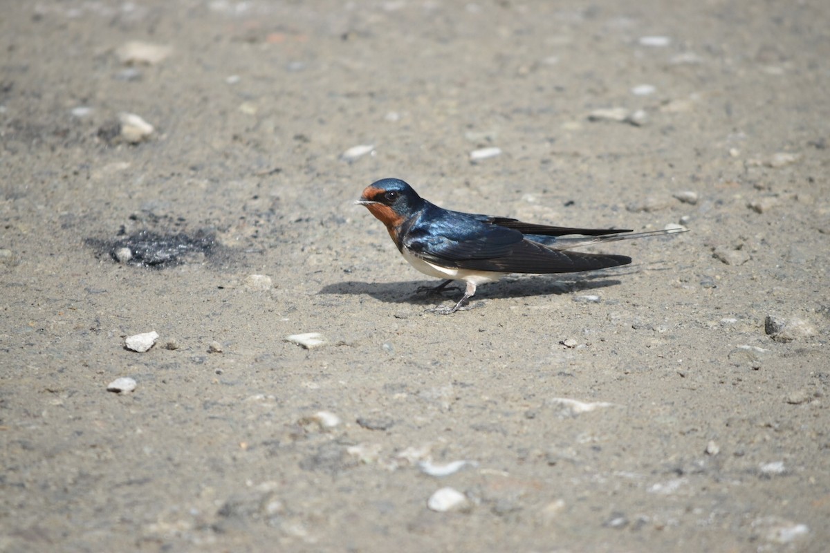 ツバメ - ML638264570