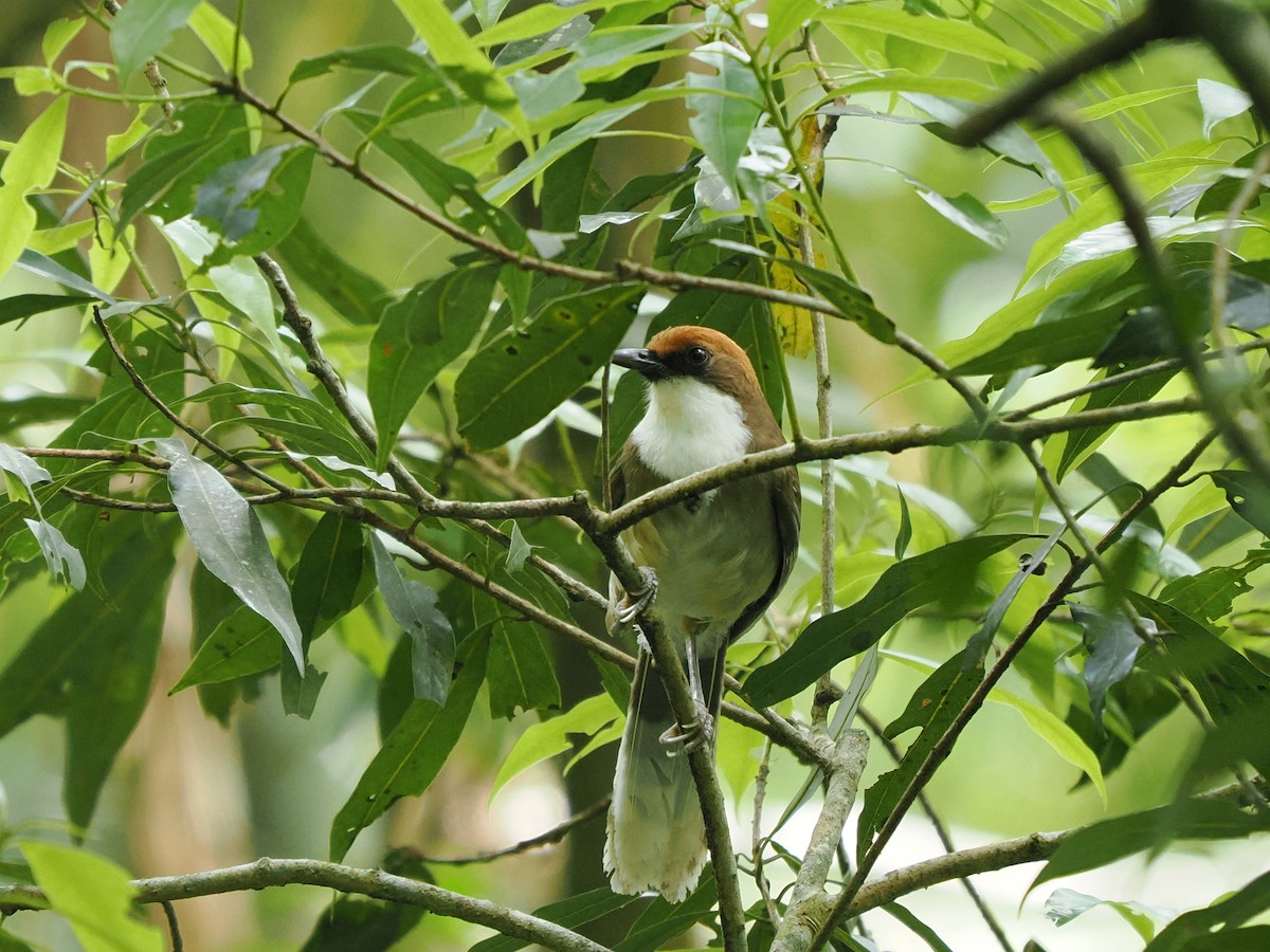 Rufous-crowned Laughingthrush - ML638264578