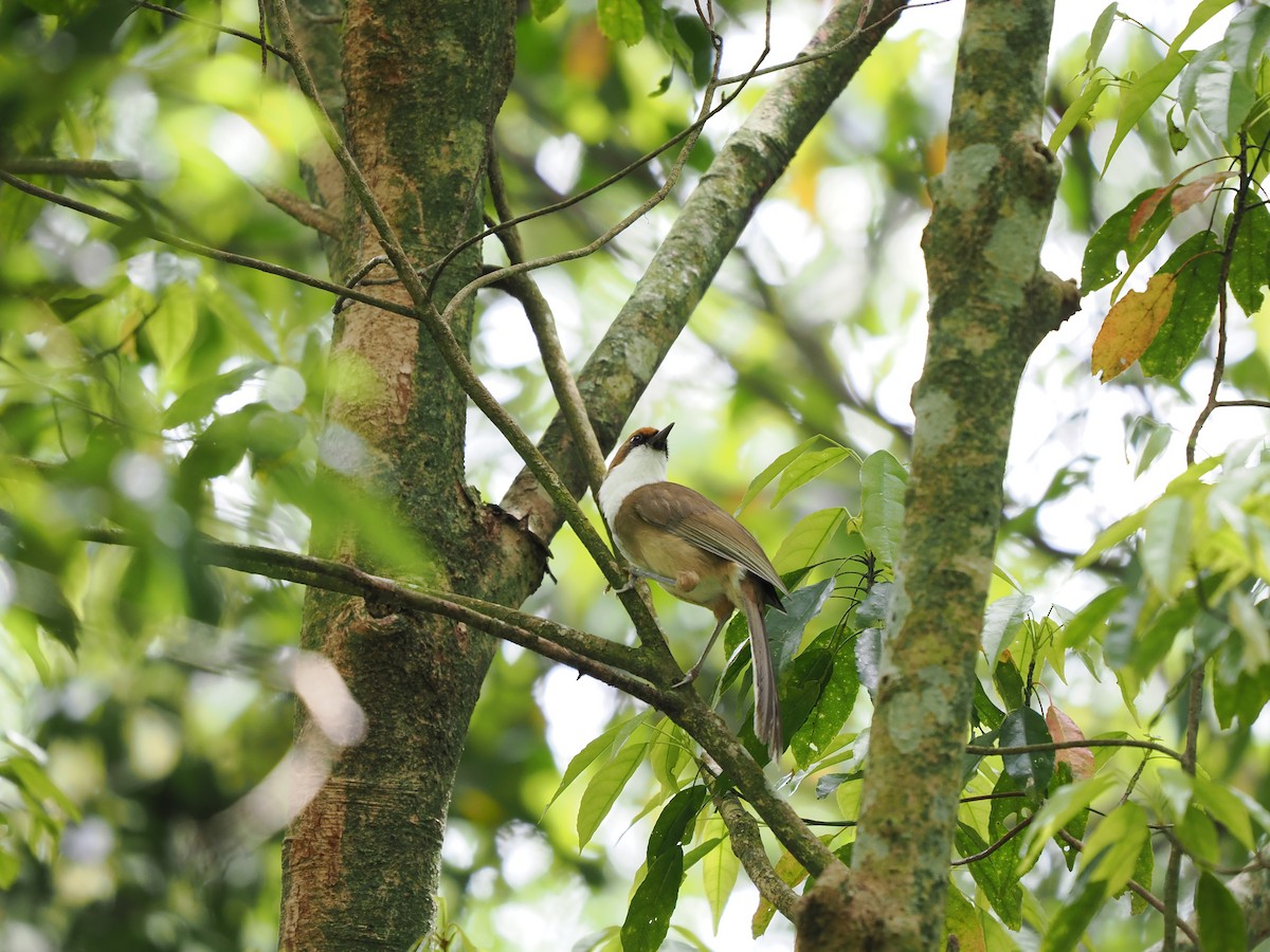 Rufous-crowned Laughingthrush - ML638264579