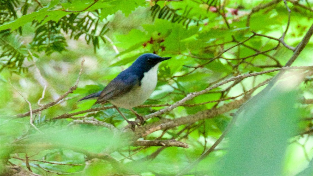 Siberian Blue Robin - ML638264589