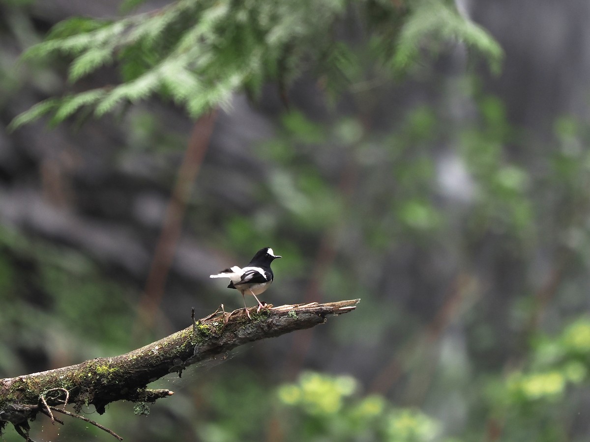 Little Forktail - ML638264590
