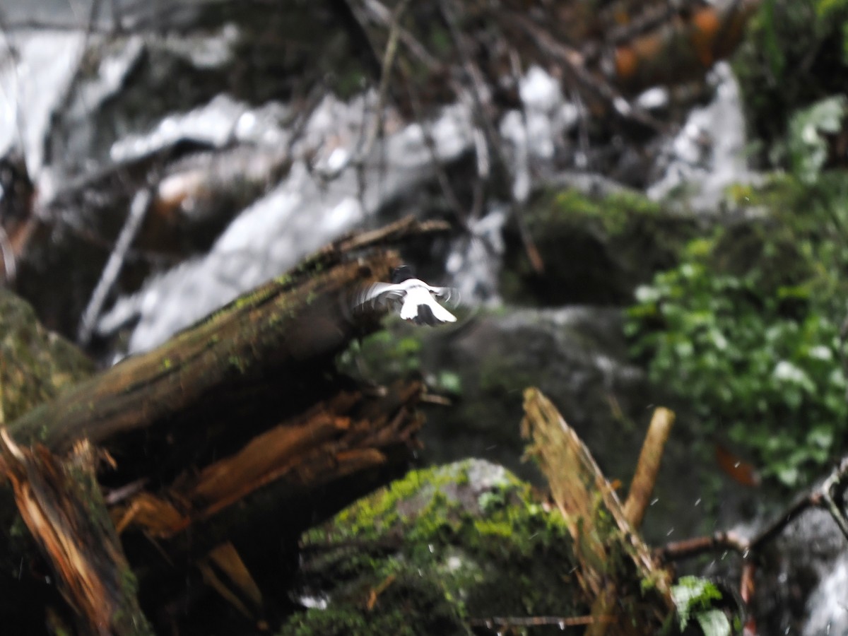 Little Forktail - ML638264592