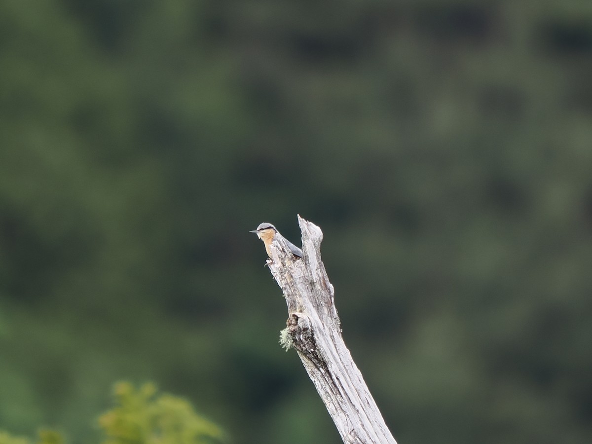 Eurasian Nuthatch (Chinese) - ML638264598
