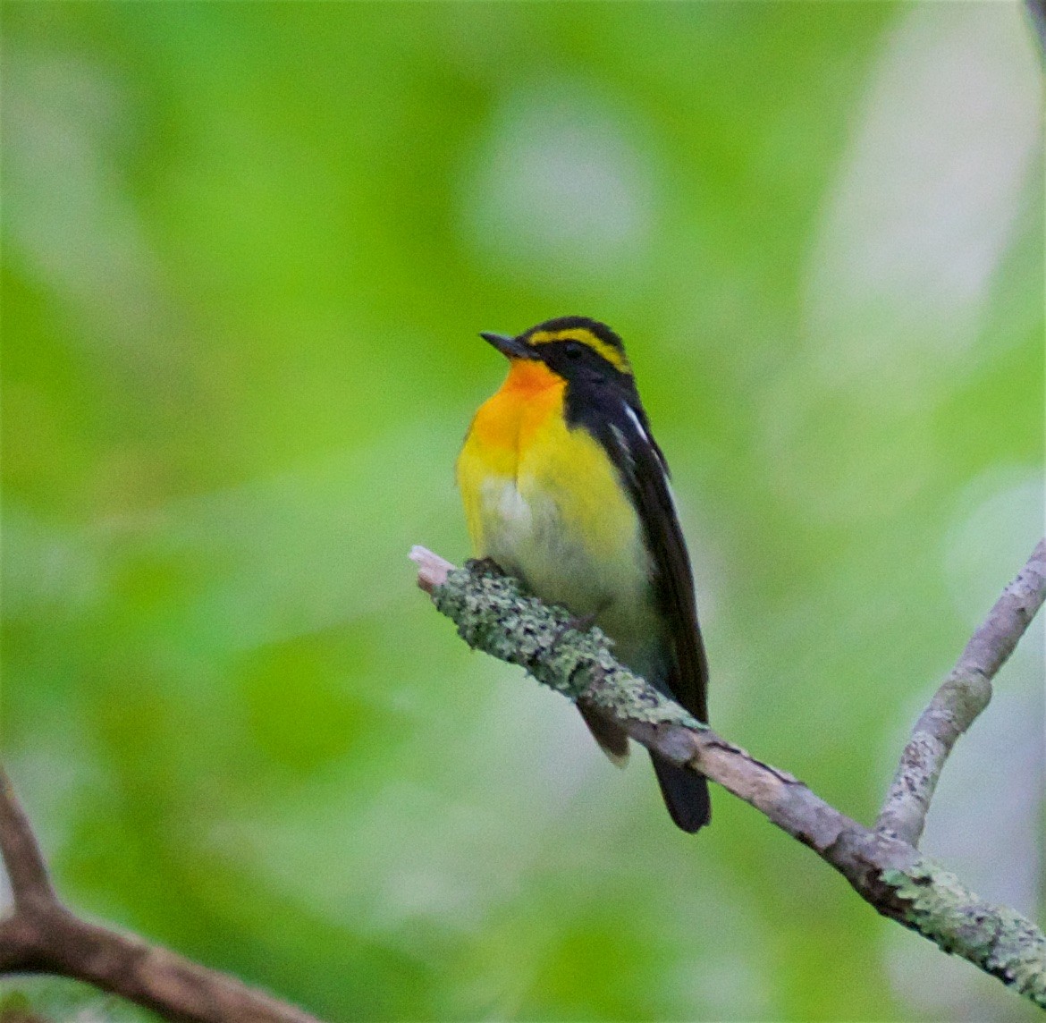 Narcissus Flycatcher - ML638264601