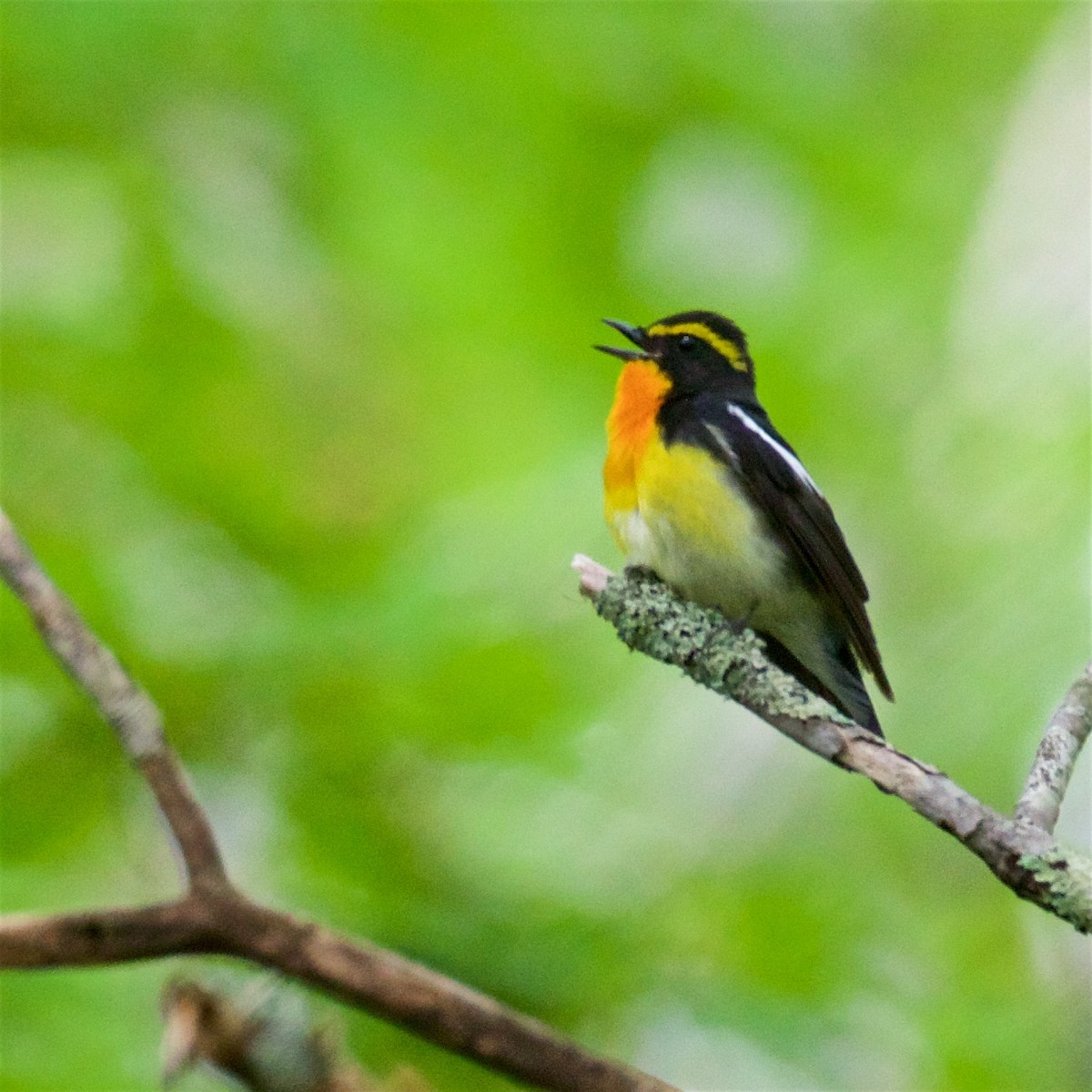 Narcissus Flycatcher - ML638264602