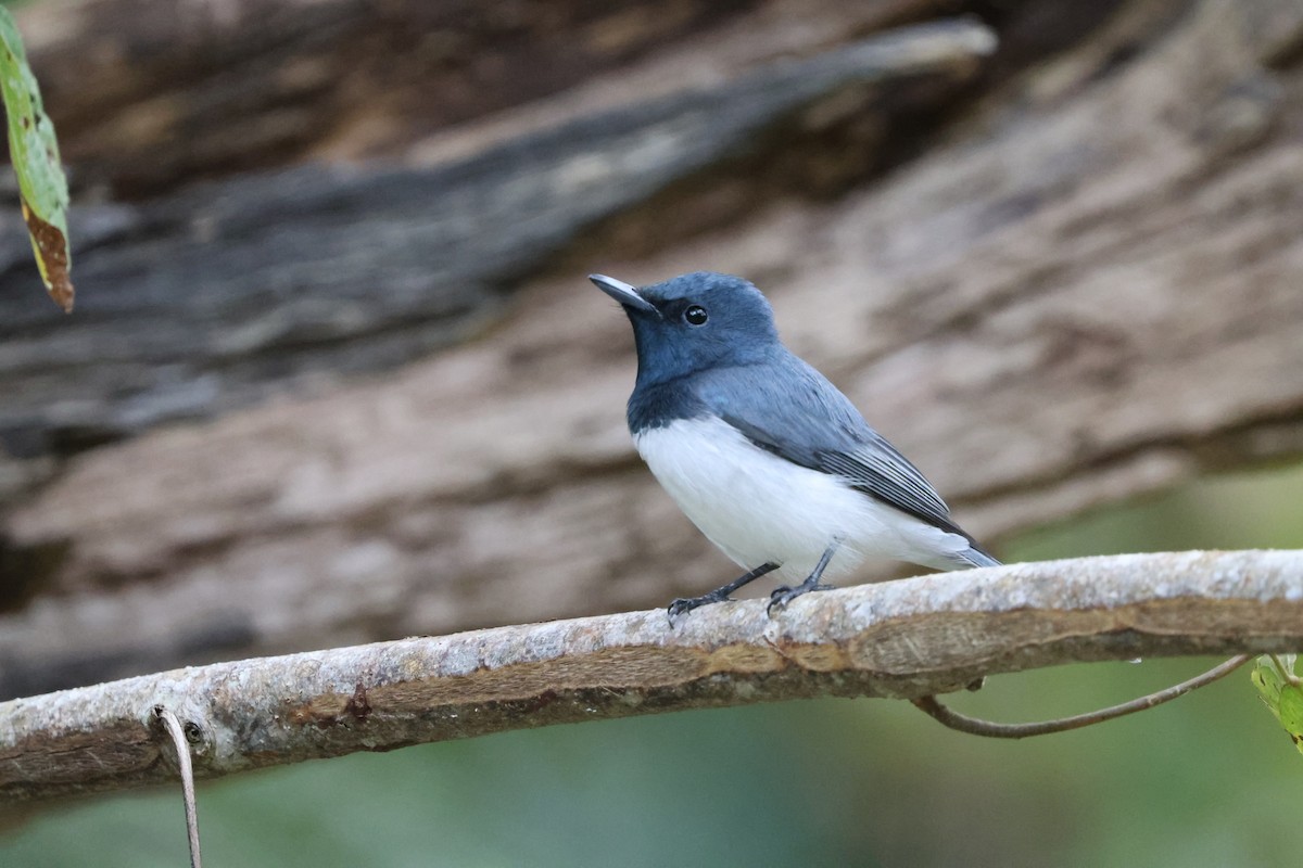Leaden Flycatcher - ML638264653