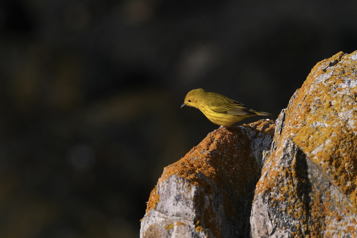 Yellow Warbler - ML638264661