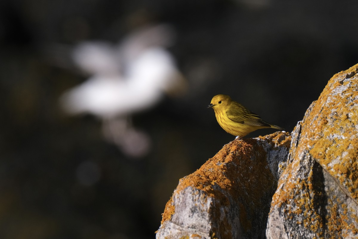 Yellow Warbler - ML638264662