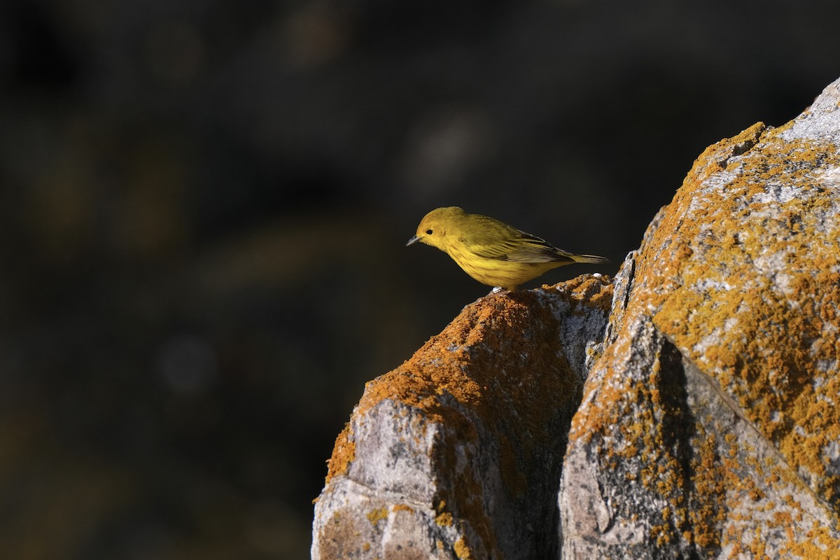 Yellow Warbler - ML638264664