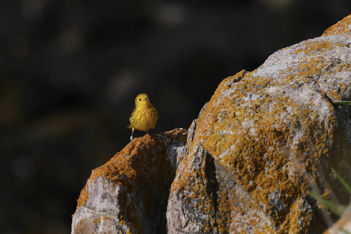 Yellow Warbler - ML638264665