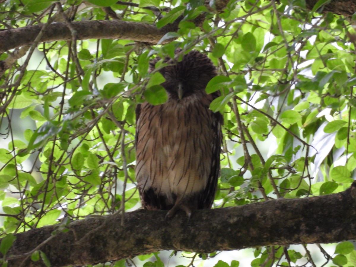 Brown Fish-Owl - ML638264700