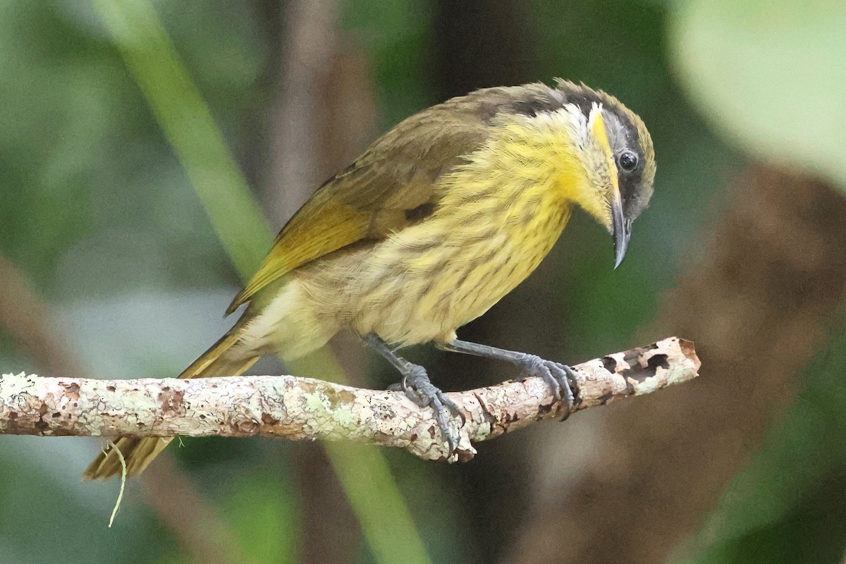 Varied Honeyeater - ML638264702