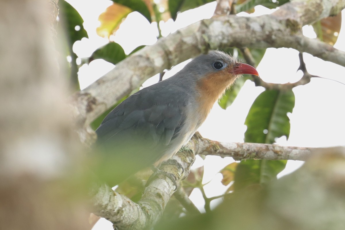 Red-billed Malkoha - ML638264704