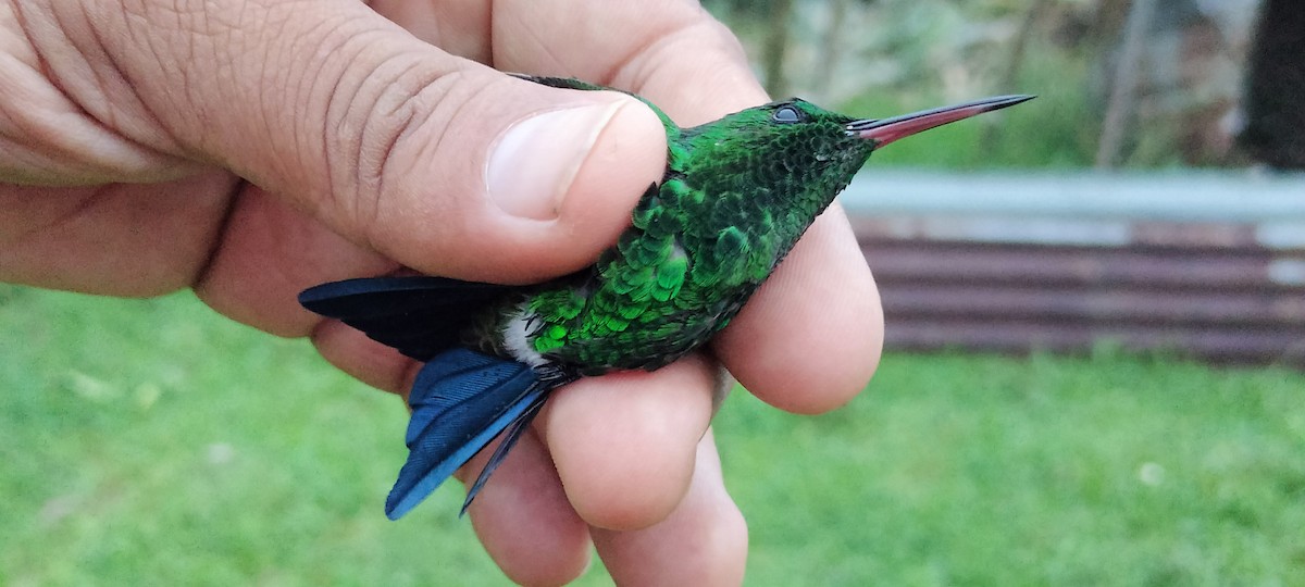 Copper-rumped Hummingbird - ML638264715