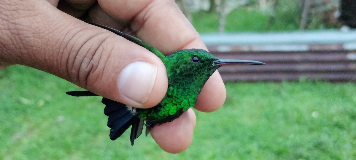 Copper-rumped Hummingbird - ML638264716