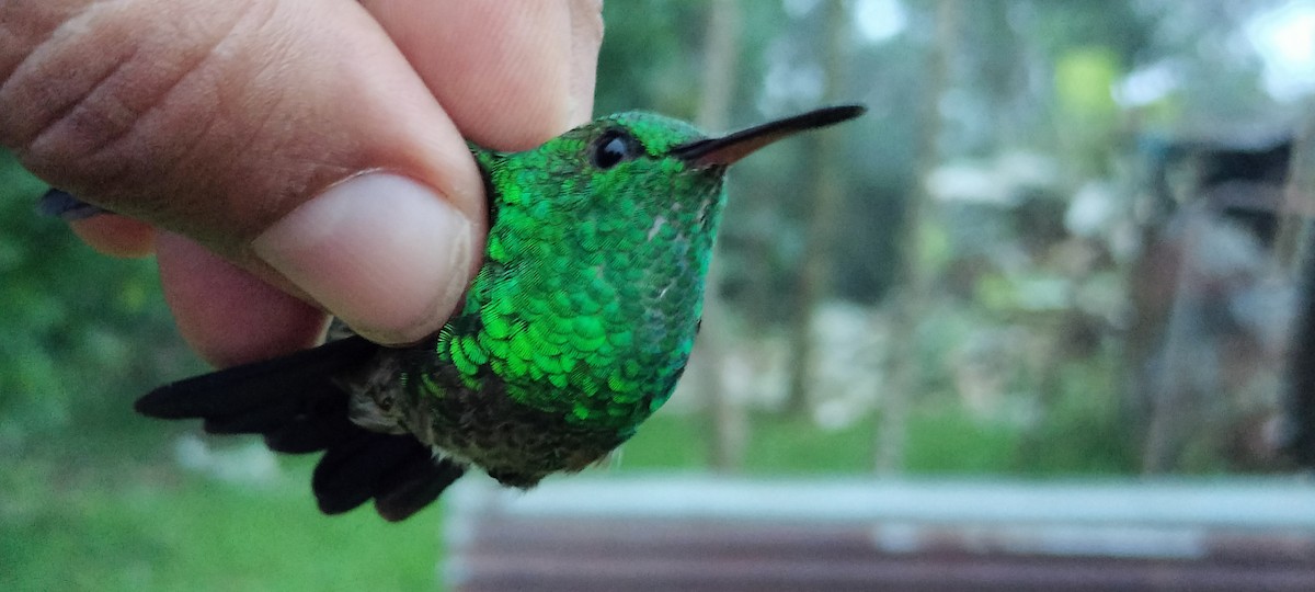 Copper-rumped Hummingbird - ML638264717