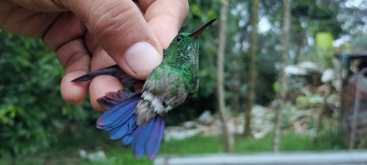 Copper-rumped Hummingbird - ML638264718