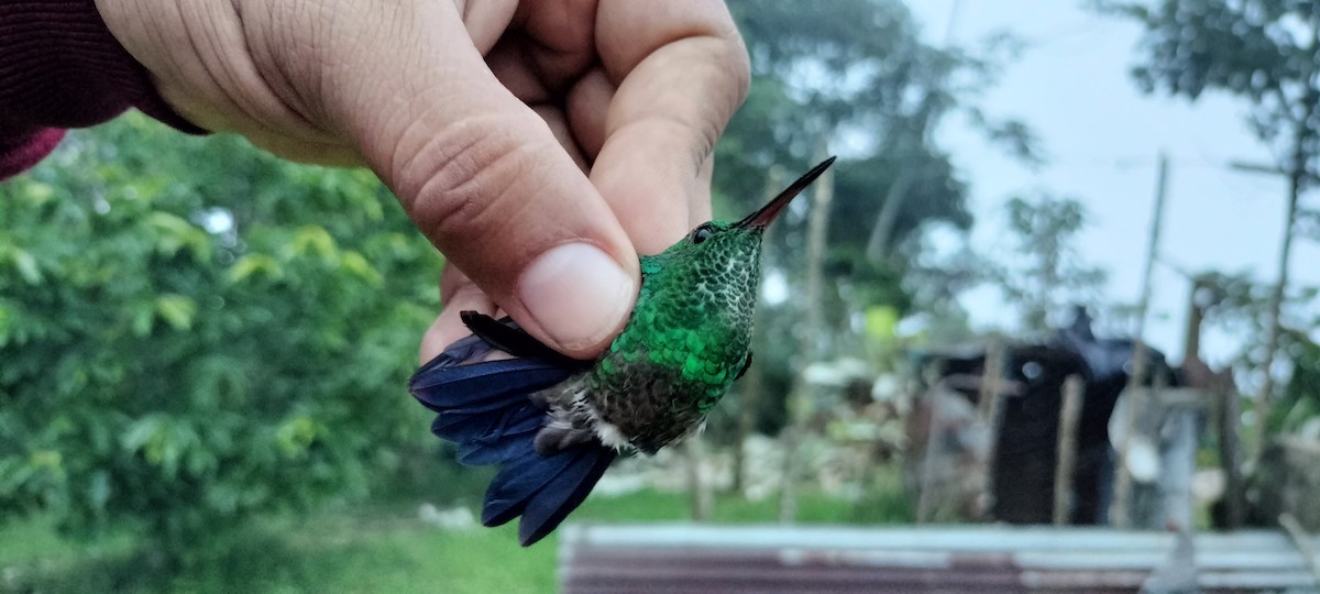 Copper-rumped Hummingbird - ML638264719