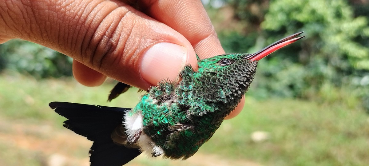 Copper-rumped Hummingbird - ML638264720