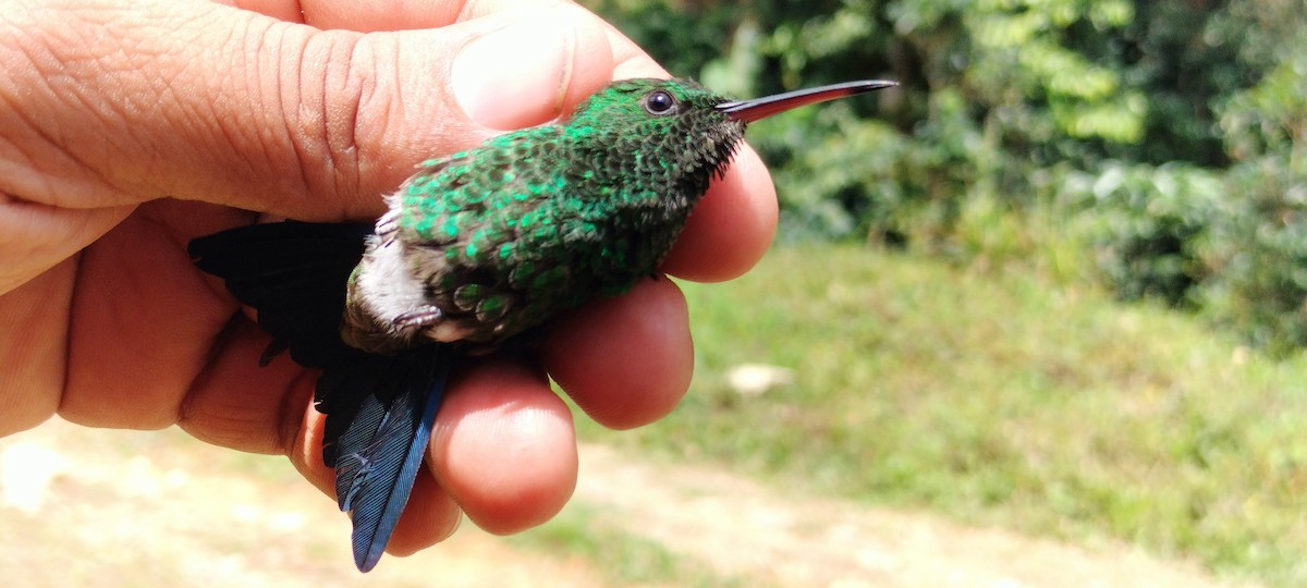 Copper-rumped Hummingbird - ML638264722
