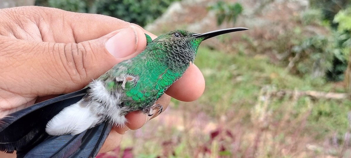 Copper-rumped Hummingbird - ML638264723