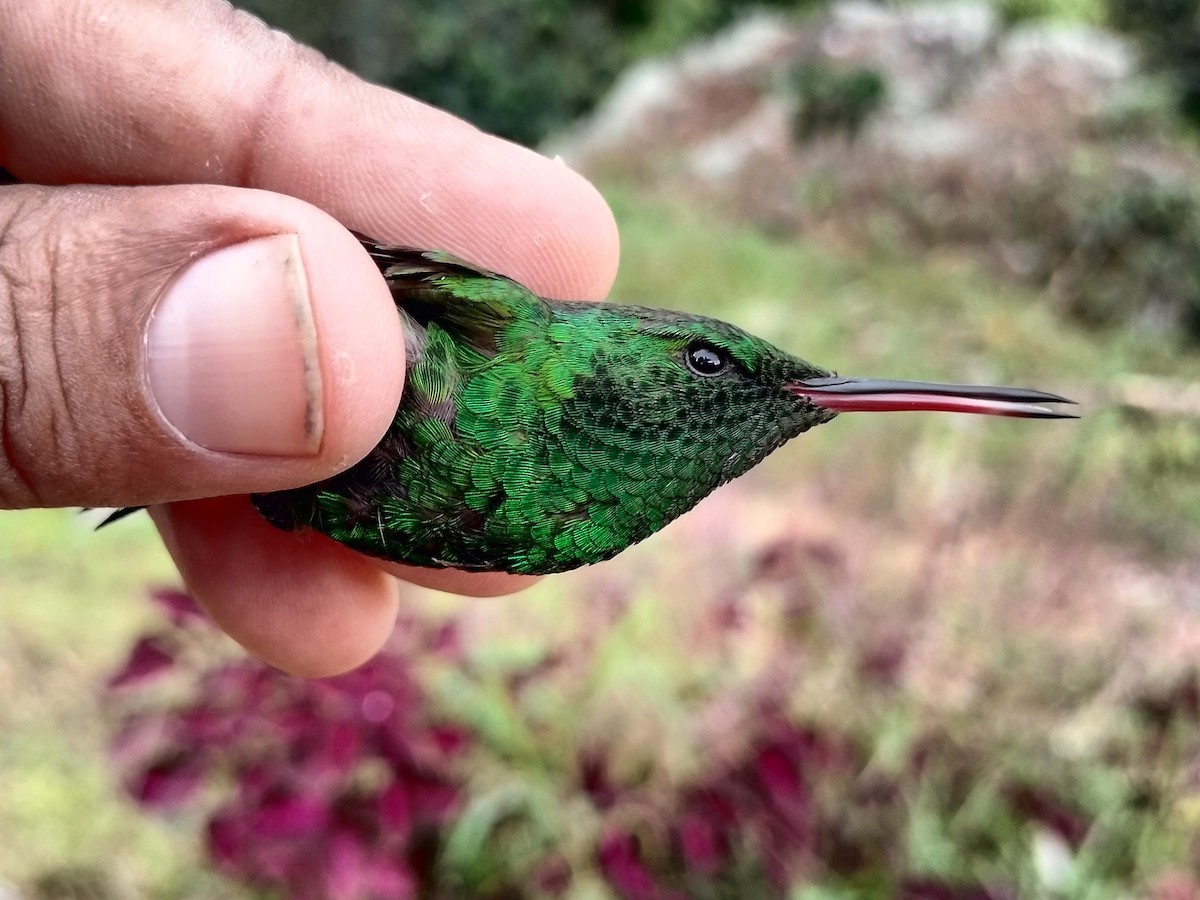 Copper-rumped Hummingbird - ML638264724