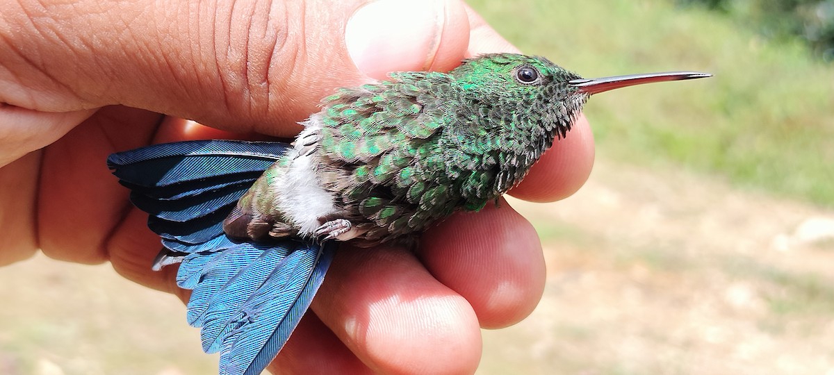 Copper-rumped Hummingbird - ML638264725