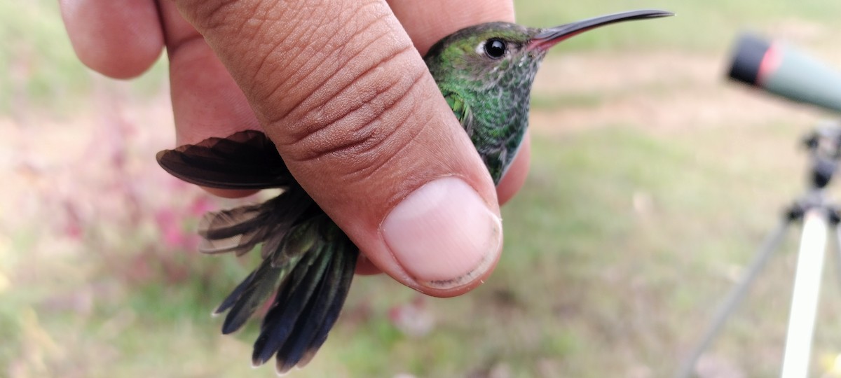 Glittering-throated Emerald - ML638264730