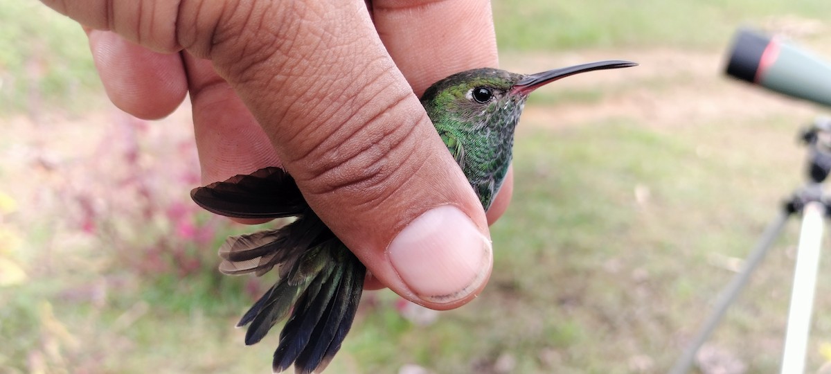 Glittering-throated Emerald - ML638264731