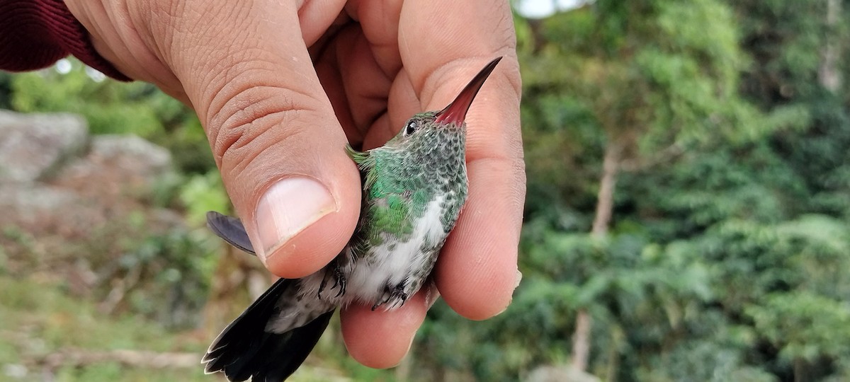 Glittering-throated Emerald - ML638264733